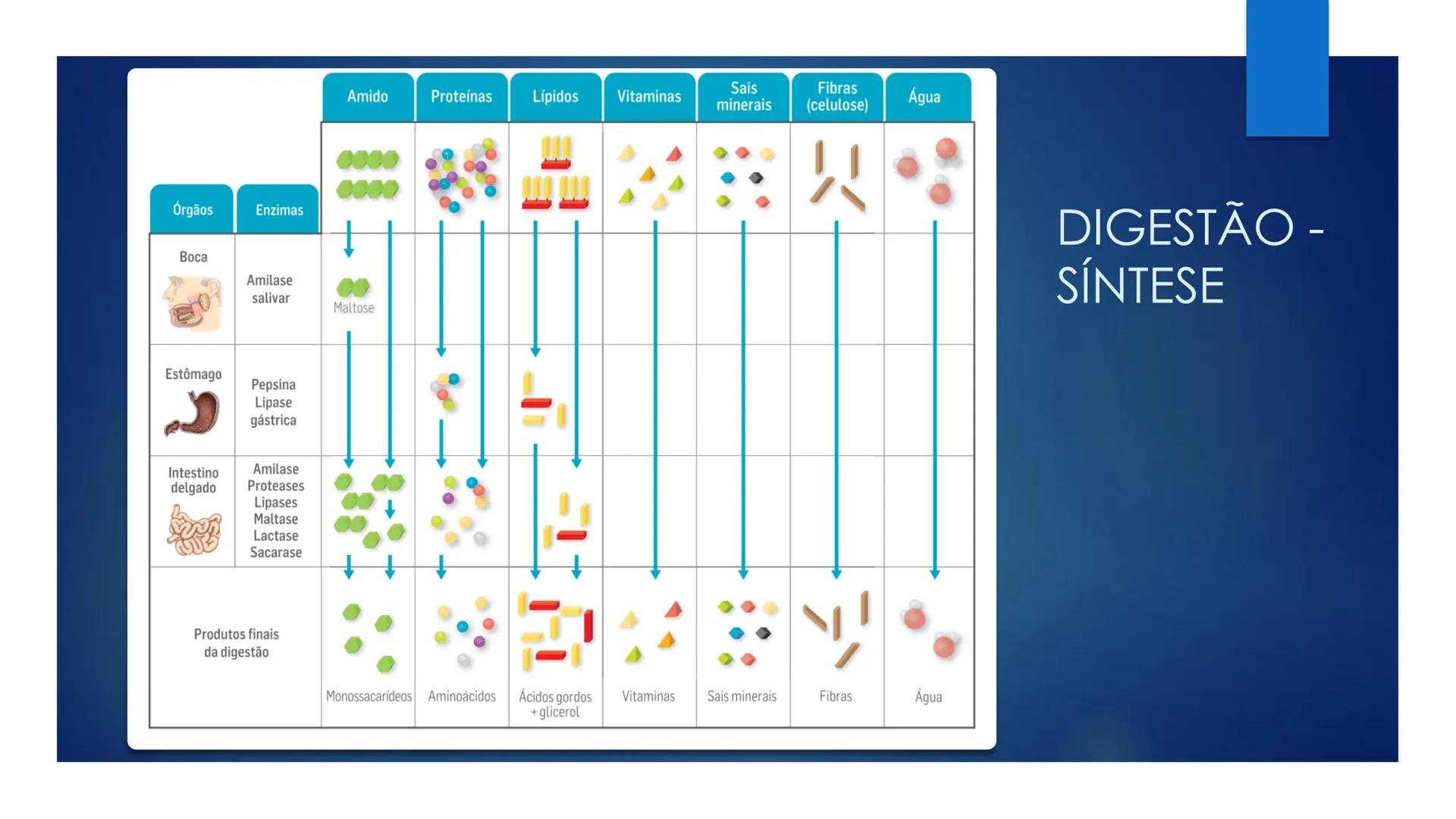 CIÊNCIAS NATURAIS | 9.° ANO
ALIMENTAÇÃO E
SISTEMA DIGESTIVO
VIVER MELHOR NA TERRA
ORGANISMO HUMANO EM EQUILÍBRIO # IMPORTÂNCIA DOS ALIMENT
