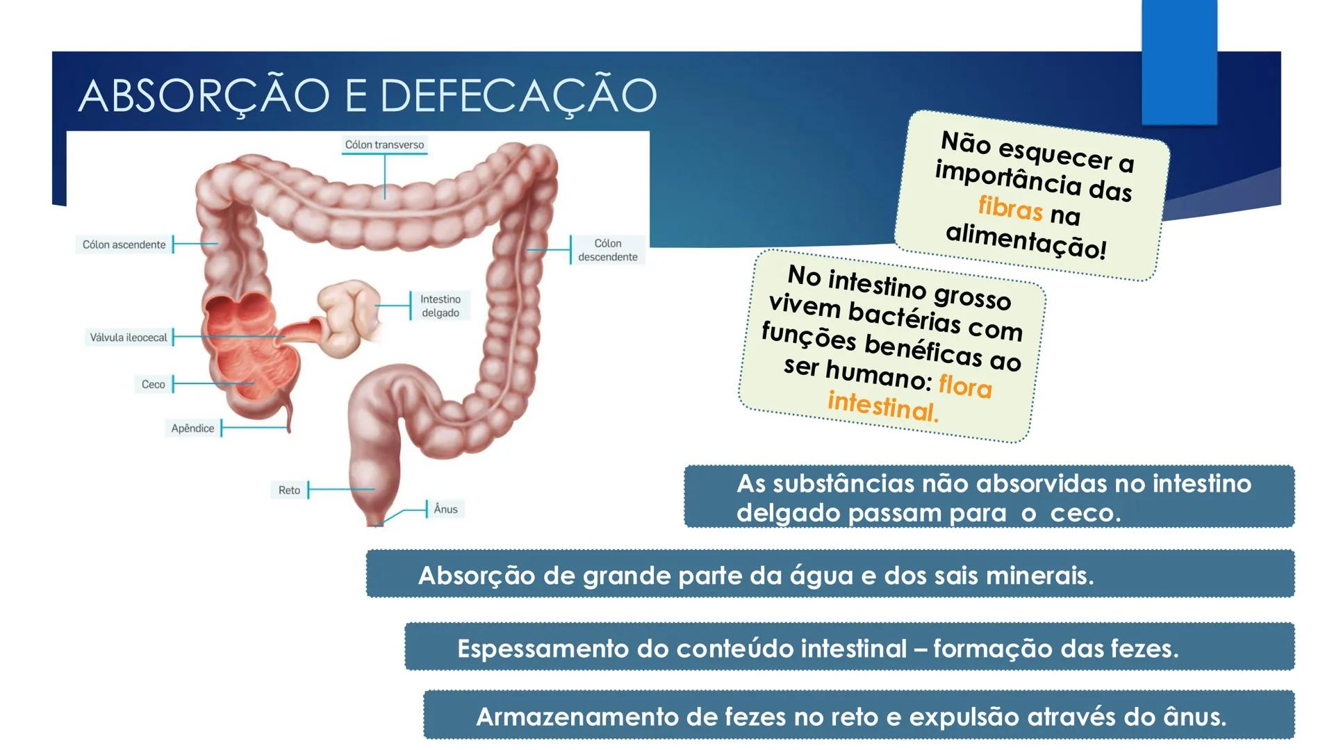 CIÊNCIAS NATURAIS | 9.° ANO
ALIMENTAÇÃO E
SISTEMA DIGESTIVO
VIVER MELHOR NA TERRA
ORGANISMO HUMANO EM EQUILÍBRIO # IMPORTÂNCIA DOS ALIMENT