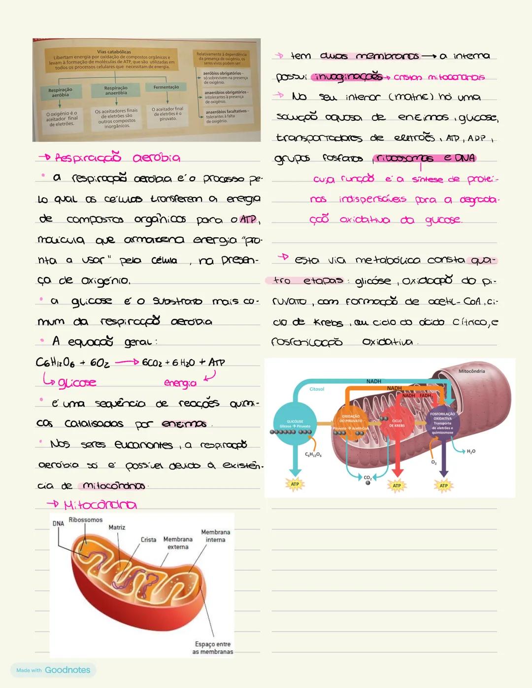 METABOLISMO
Lo conjunto de todas as reações químicas que ocorrem numa célula ou organismo.
vias catabólicas: sequência de reações catalisa