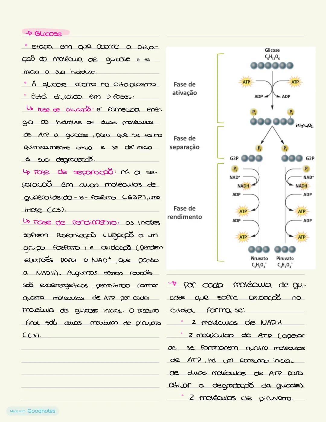 METABOLISMO
Lo conjunto de todas as reações químicas que ocorrem numa célula ou organismo.
vias catabólicas: sequência de reações catalisa