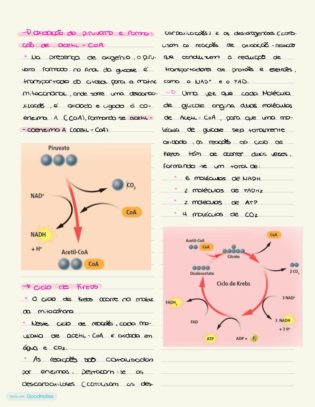METABOLISMO
Lo conjunto de todas as reações químicas que ocorrem numa célula ou organismo.
vias catabólicas: sequência de reações catalisa