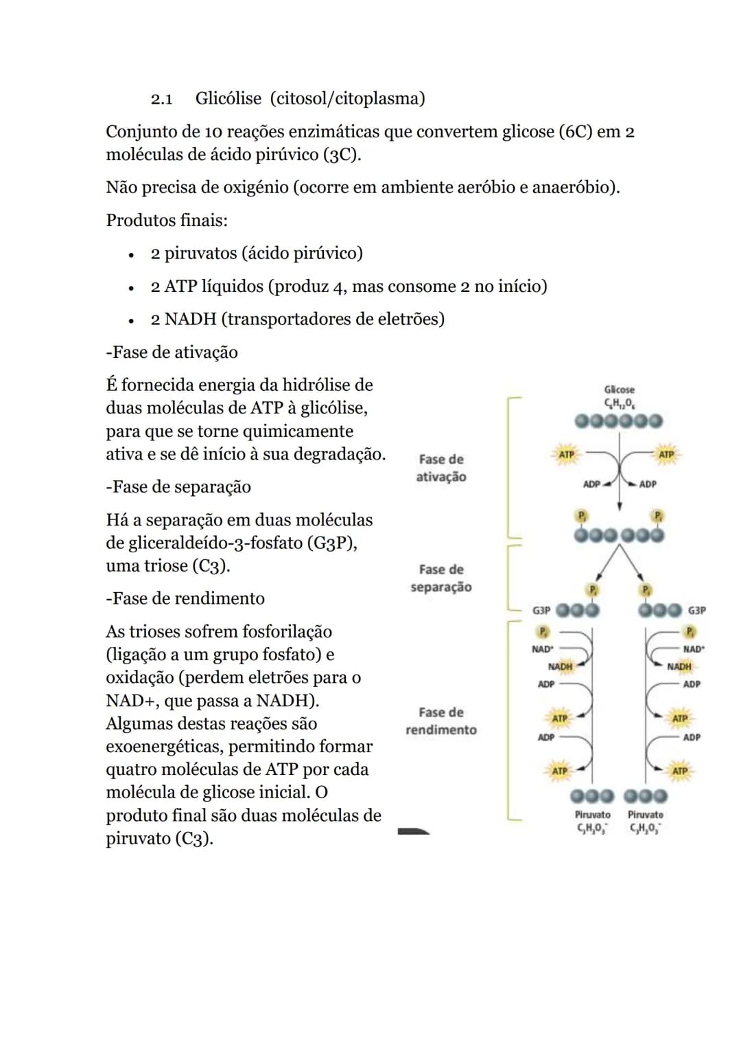 # Obtenção de energia
1. Anabolismo e catabolismo
Uma via metabólica é uma sequência de reações químicas que ocorrem dentro das células, e