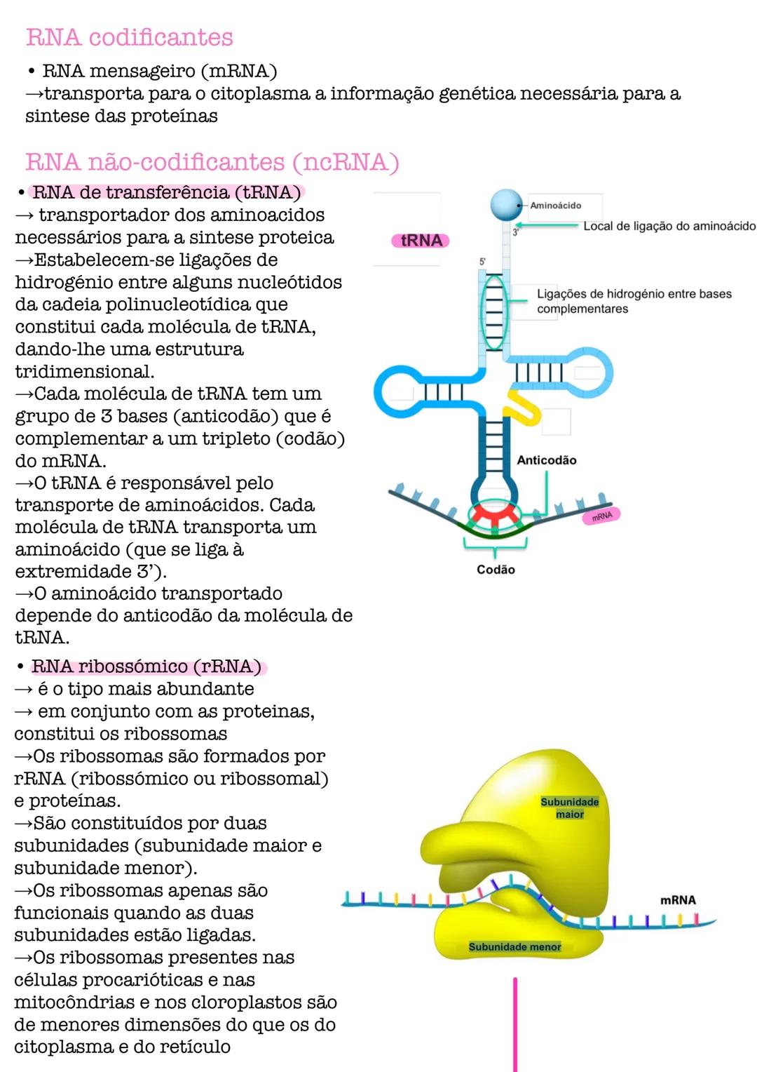 # Biologia # célula
células procarióticas célula simples, sem núcleo organizado, sem a maioria
das estruturas celulares conhecidas.
são por
