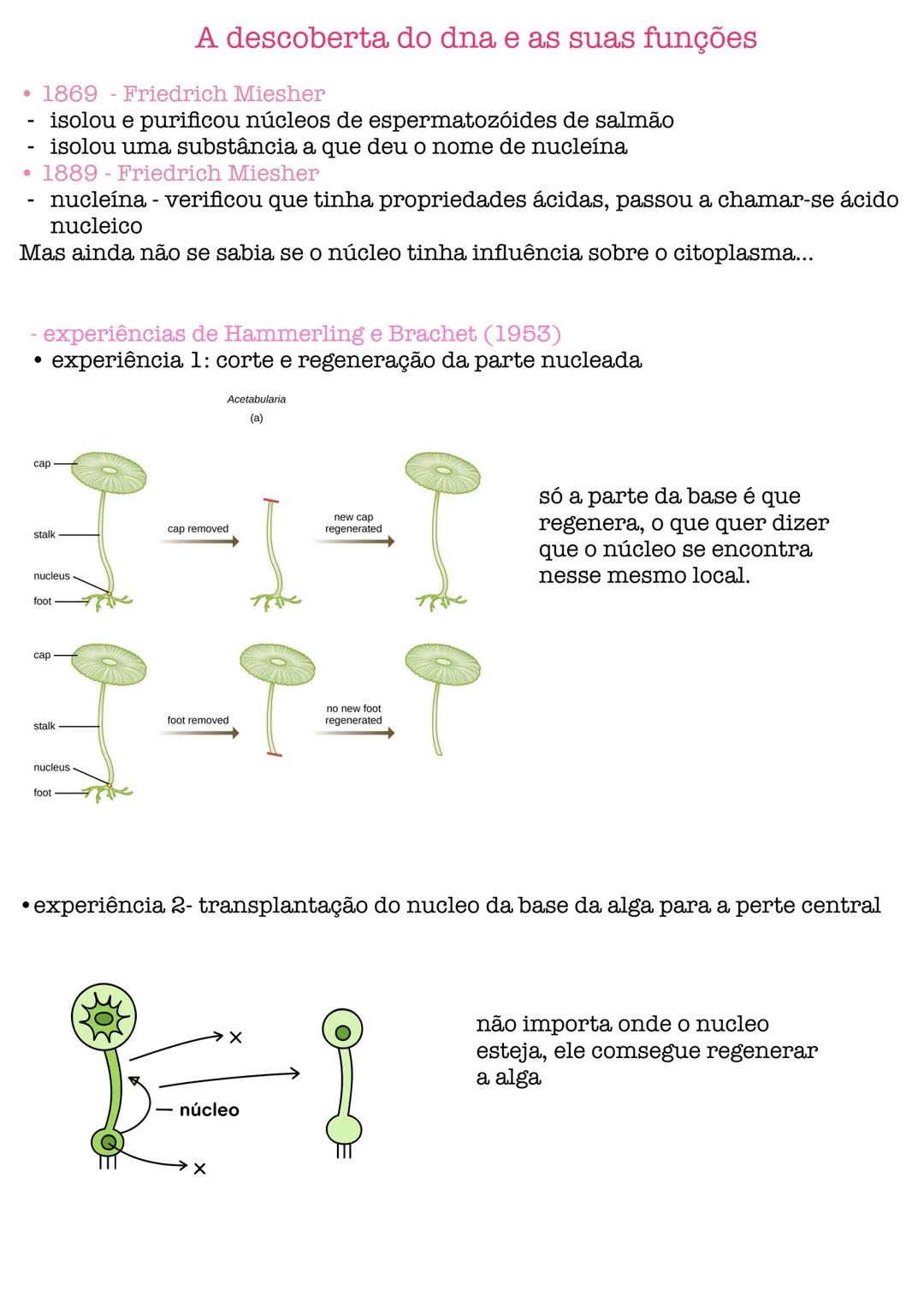 # Biologia # célula
células procarióticas célula simples, sem núcleo organizado, sem a maioria
das estruturas celulares conhecidas.
são por