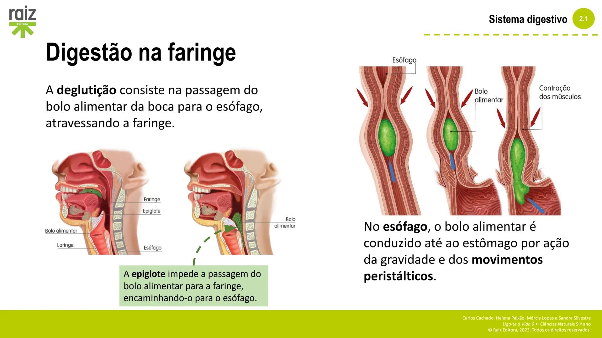 raiz
EDITORA
2. Sistemas e
manutenção da
vida
2.1 Sistema digestivo
Carlos Cachado, Helena Paixão, Márcia Lopes, Sandra Silvestre
Liga-te