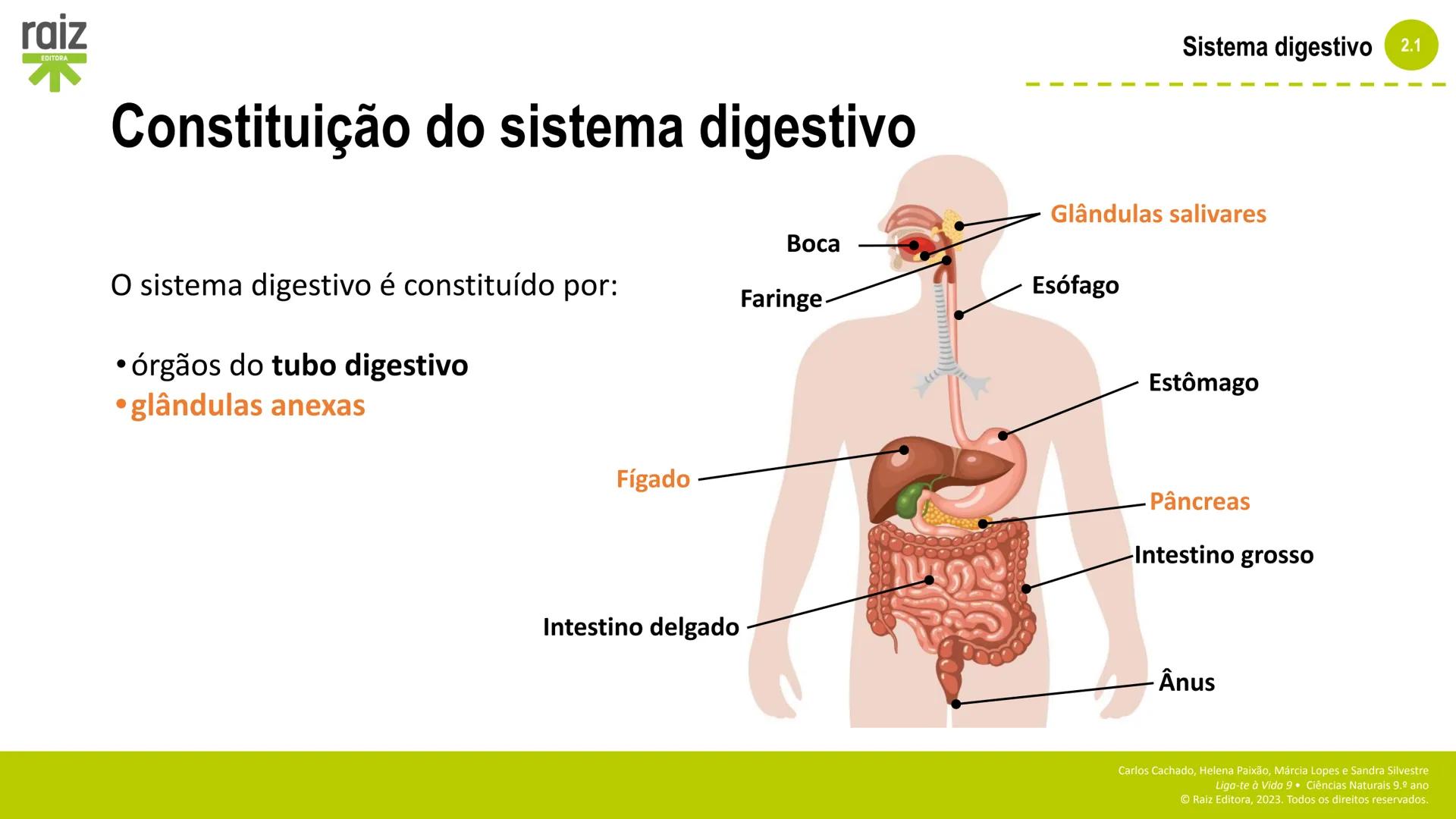 raiz
EDITORA
2. Sistemas e
manutenção da
vida
2.1 Sistema digestivo
Carlos Cachado, Helena Paixão, Márcia Lopes, Sandra Silvestre
Liga-te