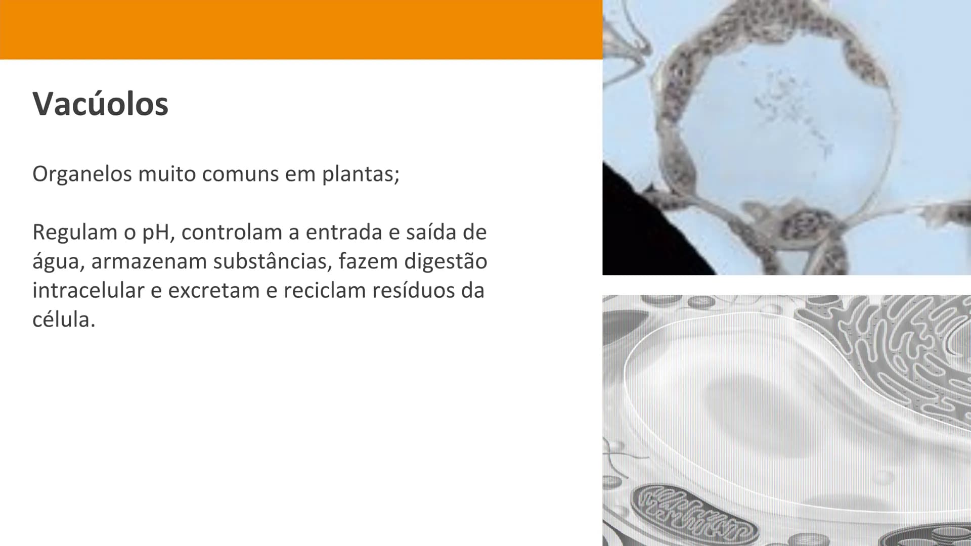 Biologia e Geologia 10.º ano Jorge Reis António Guimarães. Ana Bela Saraiva
Colaboração Óscar Oliveira
Odisseia 10
Biologia
A célula e os se