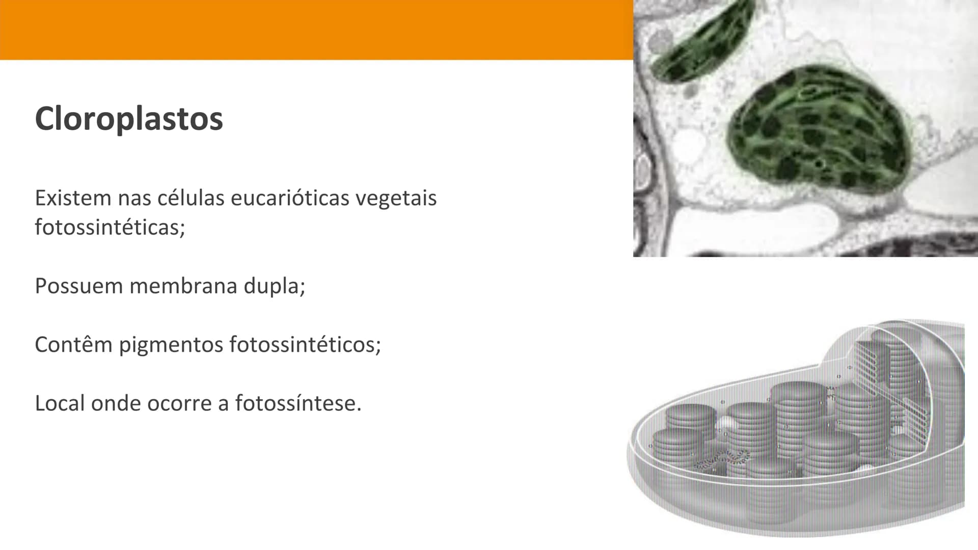 Biologia e Geologia 10.º ano Jorge Reis António Guimarães. Ana Bela Saraiva
Colaboração Óscar Oliveira
Odisseia 10
Biologia
A célula e os se