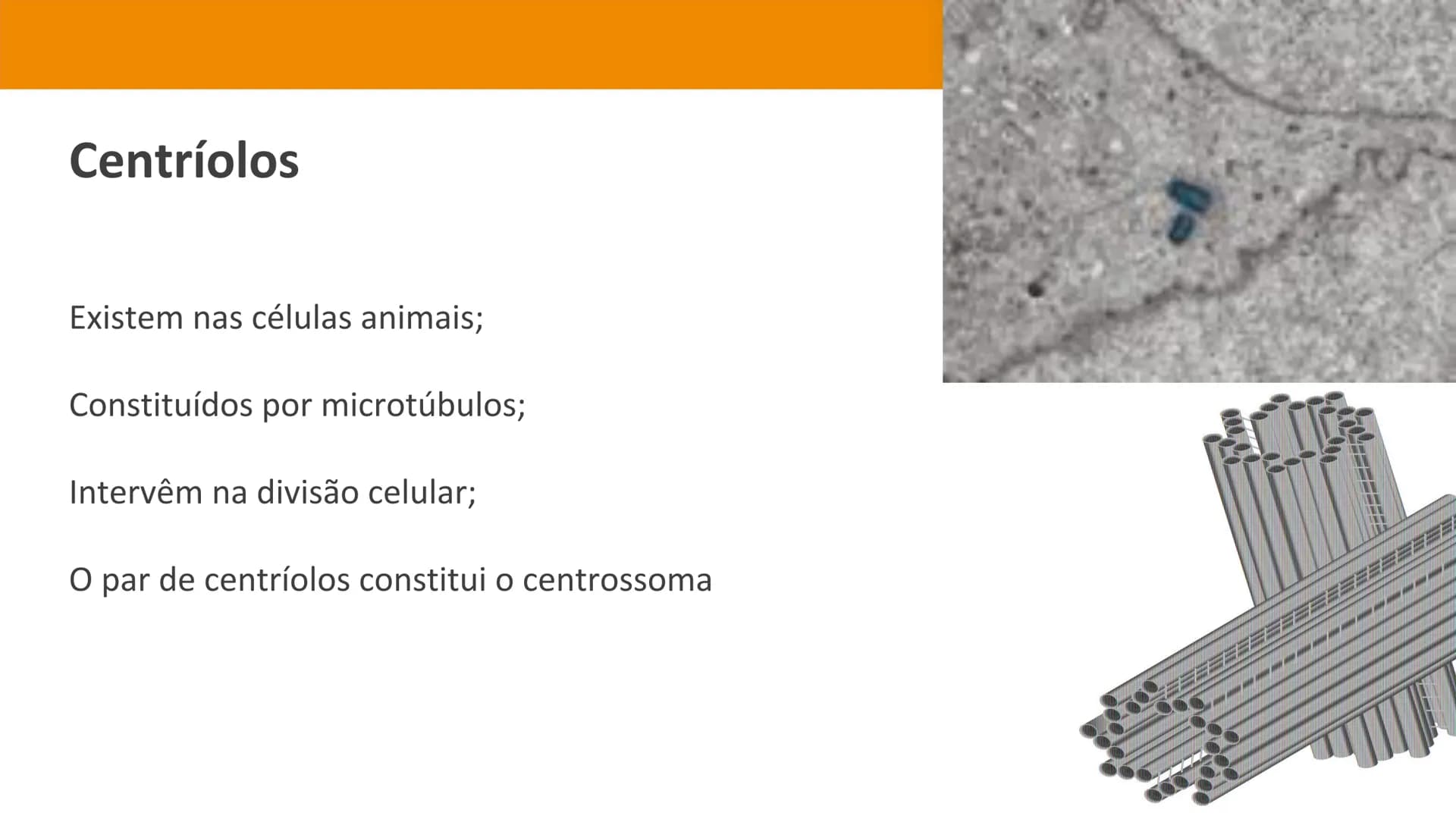 Biologia e Geologia 10.º ano Jorge Reis António Guimarães. Ana Bela Saraiva
Colaboração Óscar Oliveira
Odisseia 10
Biologia
A célula e os se