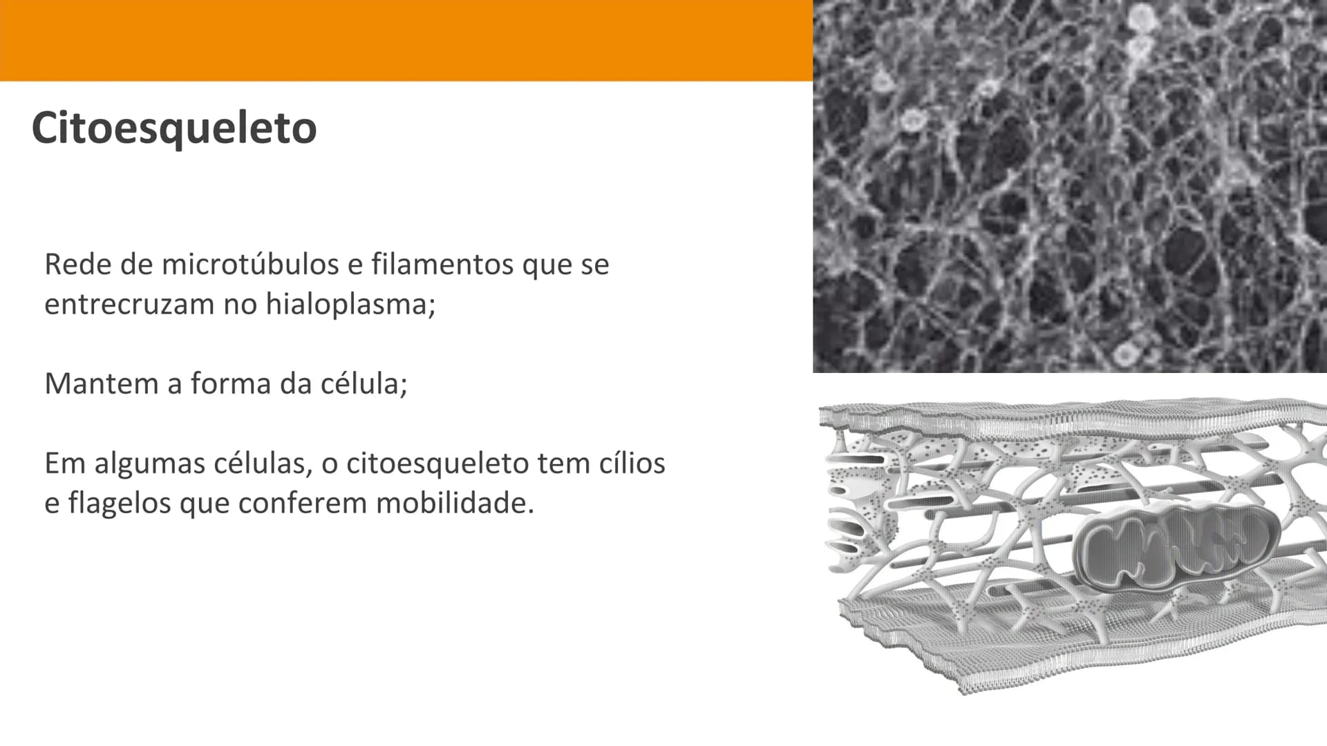 Biologia e Geologia 10.º ano Jorge Reis António Guimarães. Ana Bela Saraiva
Colaboração Óscar Oliveira
Odisseia 10
Biologia
A célula e os se