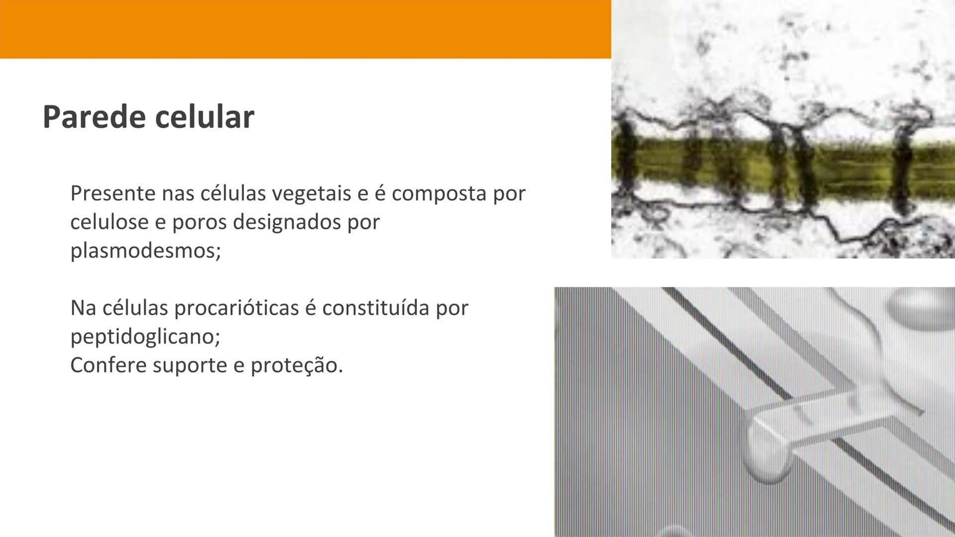 Biologia e Geologia 10.º ano Jorge Reis António Guimarães. Ana Bela Saraiva
Colaboração Óscar Oliveira
Odisseia 10
Biologia
A célula e os se