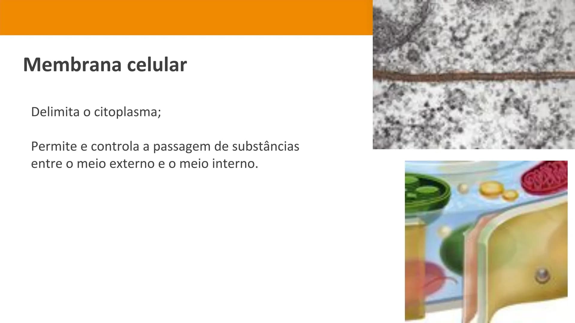 Biologia e Geologia 10.º ano Jorge Reis António Guimarães. Ana Bela Saraiva
Colaboração Óscar Oliveira
Odisseia 10
Biologia
A célula e os se