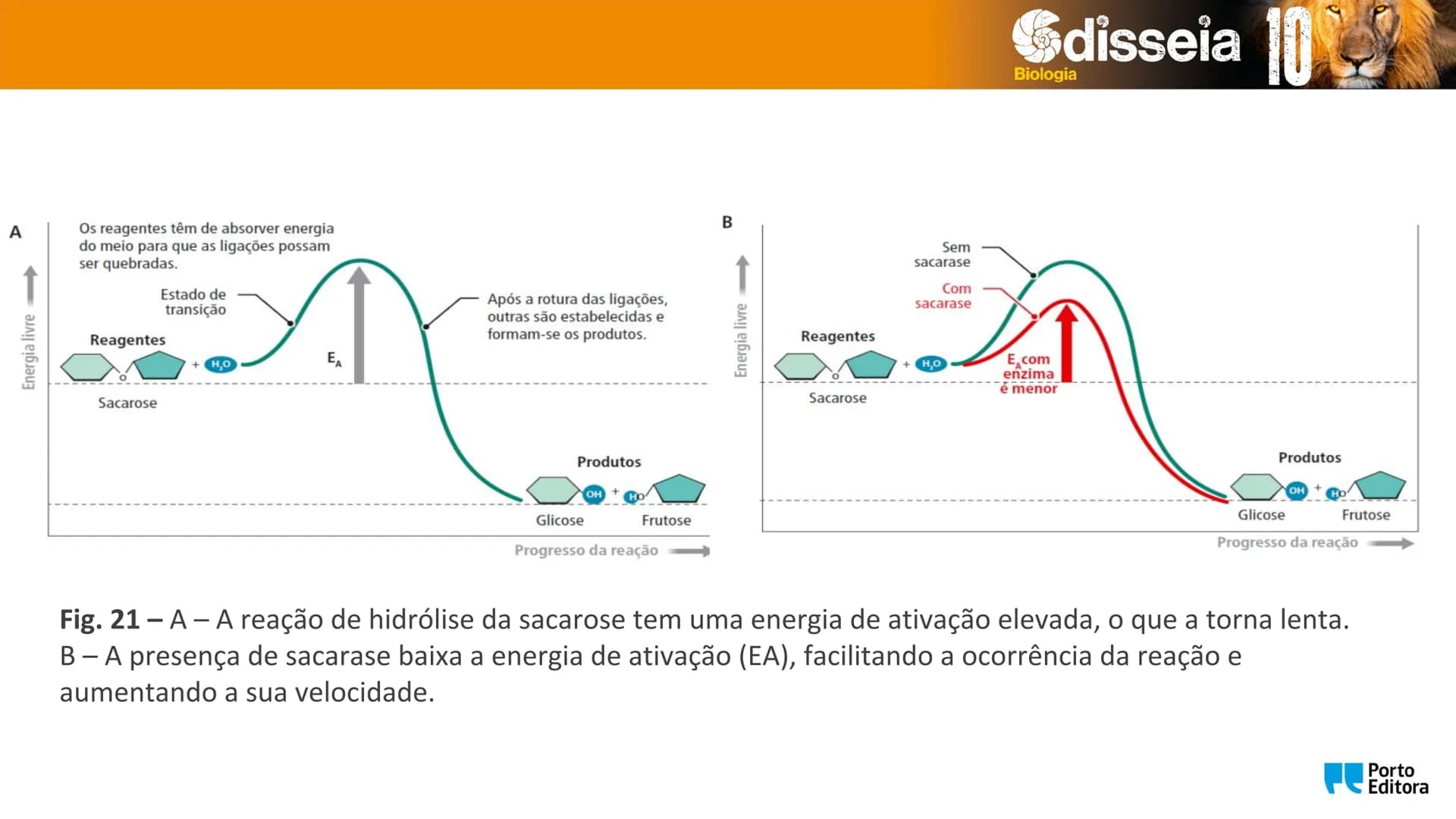 Biologia e Geologia 10.º ano Jorge Reis António Guimarães. Ana Bela Saraiva
Colaboração Óscar Oliveira
Odisseia 10
Biologia
A célula e os se