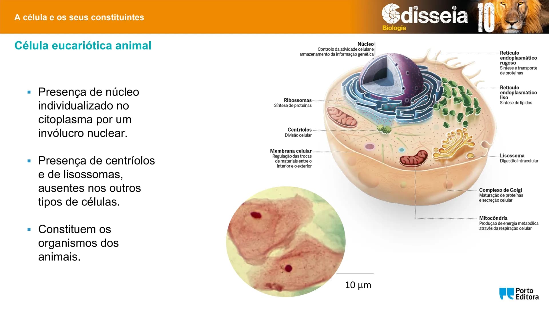 Biologia e Geologia 10.º ano Jorge Reis António Guimarães. Ana Bela Saraiva
Colaboração Óscar Oliveira
Odisseia 10
Biologia
A célula e os se