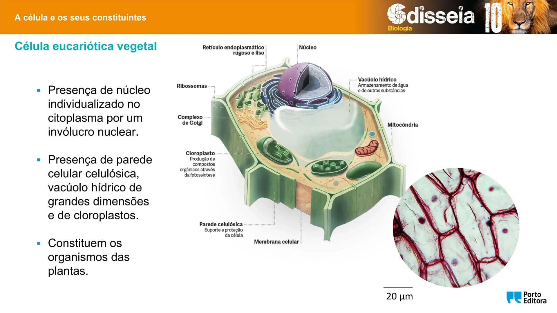 Biologia e Geologia 10.º ano Jorge Reis António Guimarães. Ana Bela Saraiva
Colaboração Óscar Oliveira
Odisseia 10
Biologia
A célula e os se