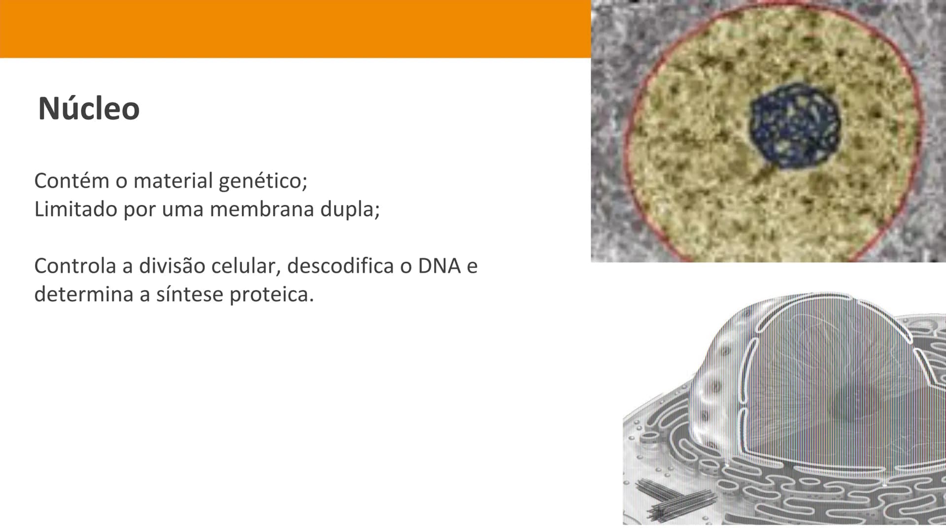 Biologia e Geologia 10.º ano Jorge Reis António Guimarães. Ana Bela Saraiva
Colaboração Óscar Oliveira
Odisseia 10
Biologia
A célula e os se