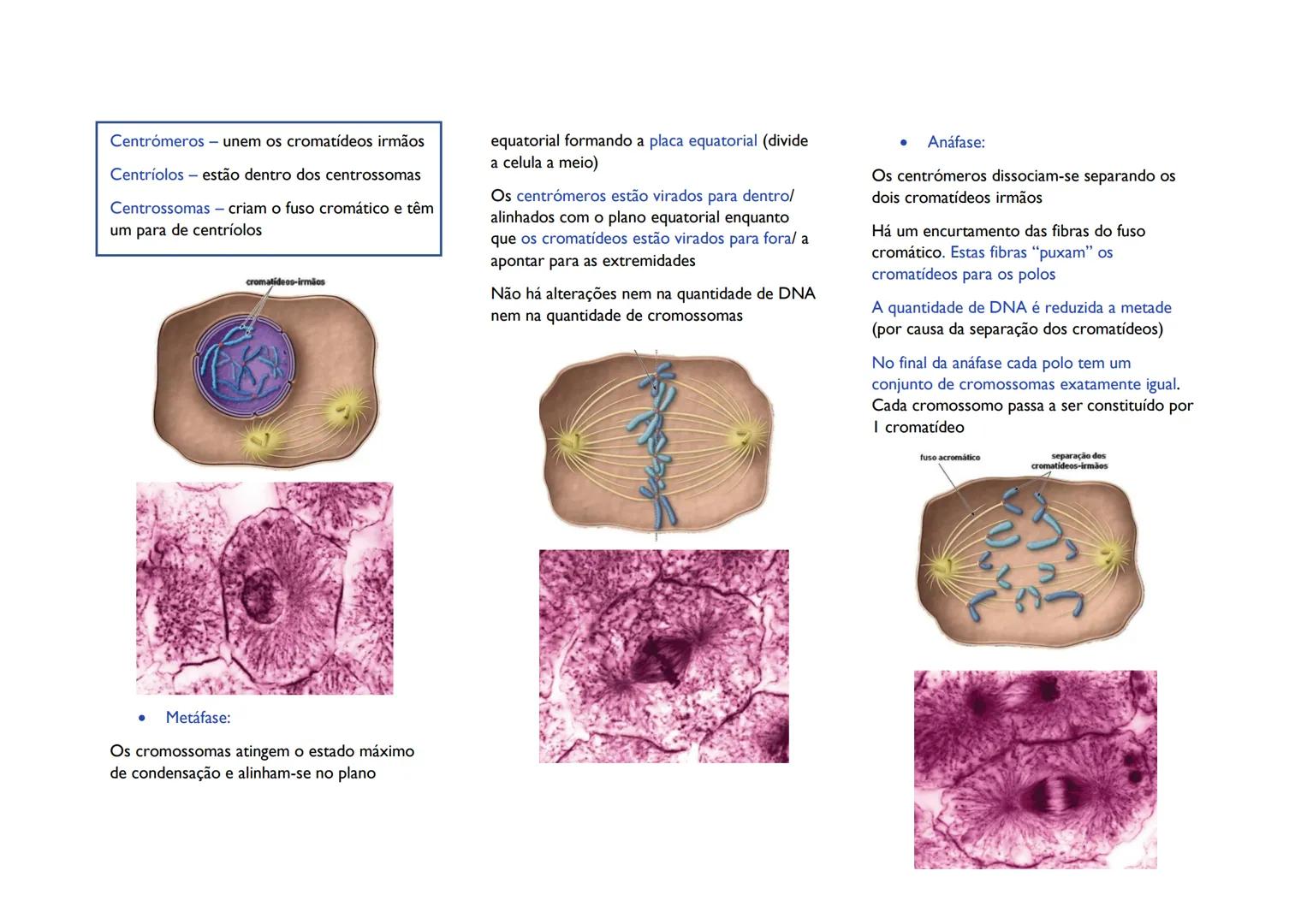 # CICLO CELULAR
# Divisão celular em seres
procariontes
Este processo envolve a distribuição de
material genético idêntico em duas células