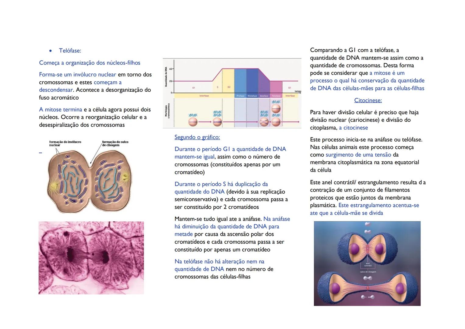 # CICLO CELULAR
# Divisão celular em seres
procariontes
Este processo envolve a distribuição de
material genético idêntico em duas células