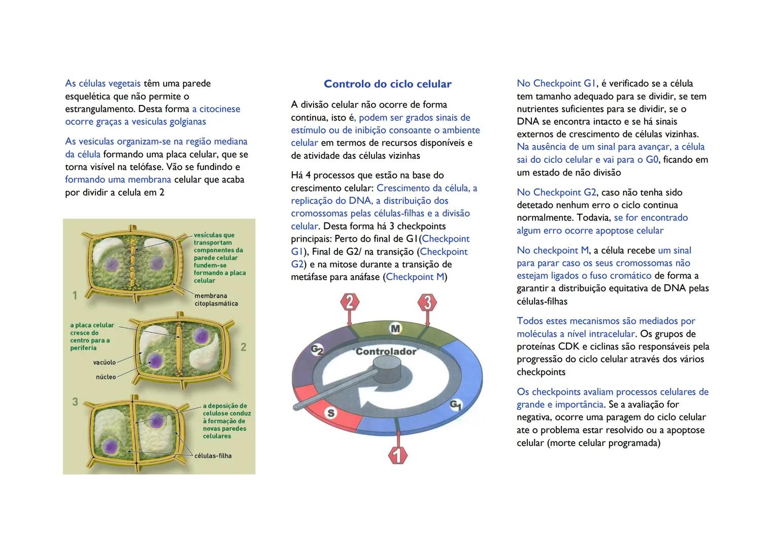# CICLO CELULAR
# Divisão celular em seres
procariontes
Este processo envolve a distribuição de
material genético idêntico em duas células