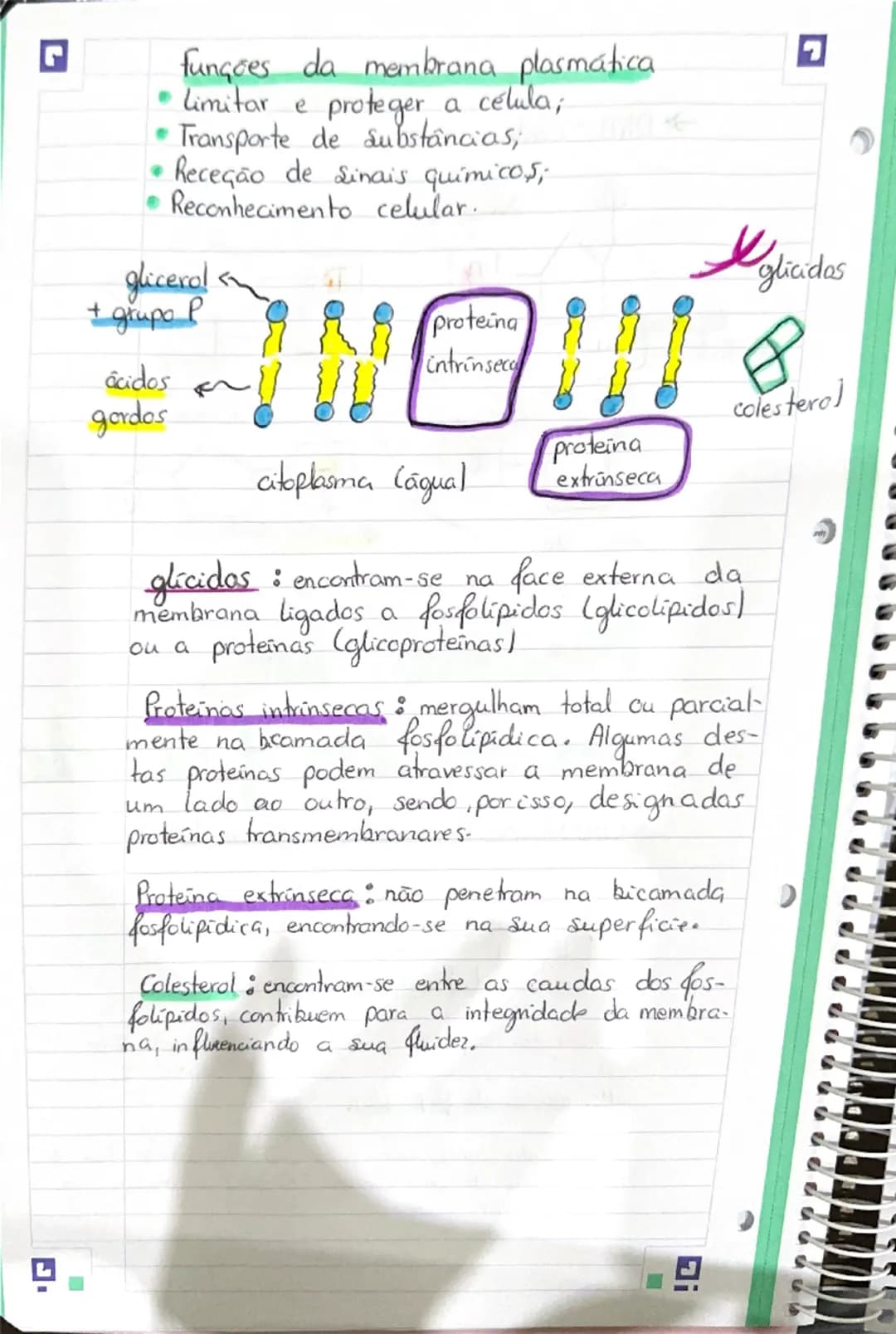 G
# Célula
## Constituintes Basicos
Moléculas orgânicas => moléculas formadas por
carbono, oxigenio e hidrogênio. (C;O; H)
* glúcidos
*