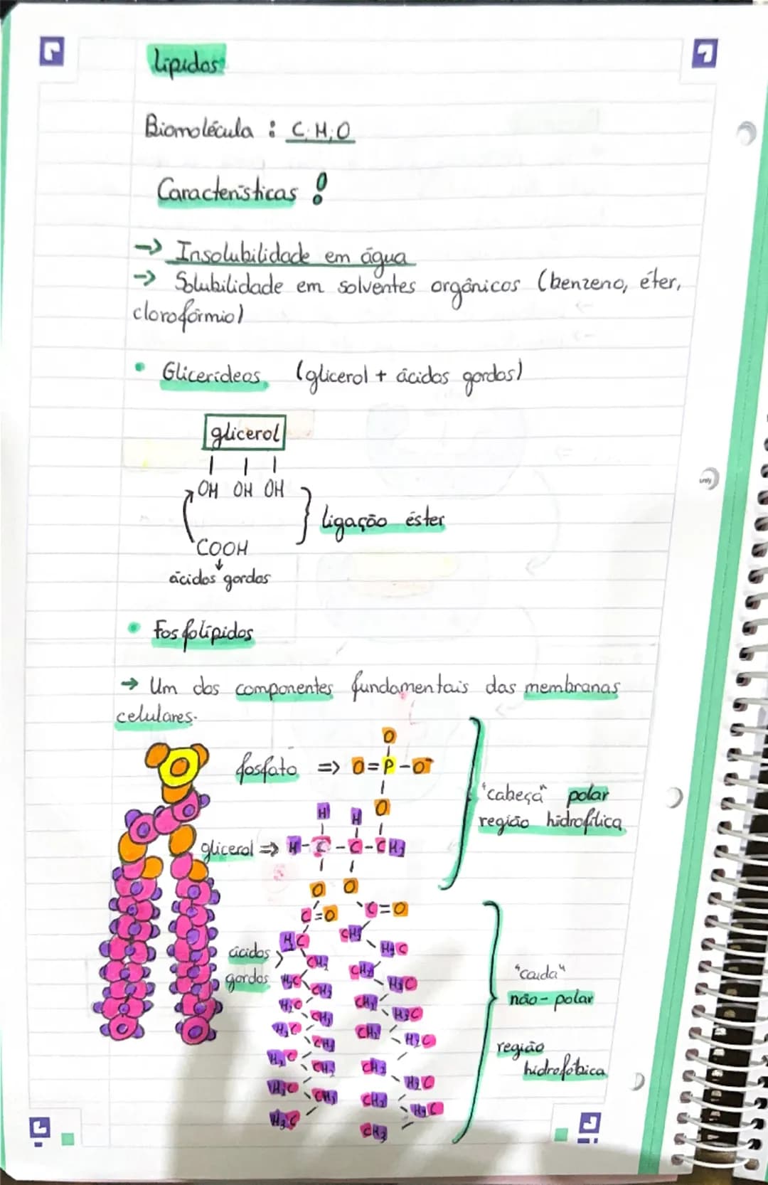 G
# Célula
## Constituintes Basicos
Moléculas orgânicas => moléculas formadas por
carbono, oxigenio e hidrogênio. (C;O; H)
* glúcidos
*