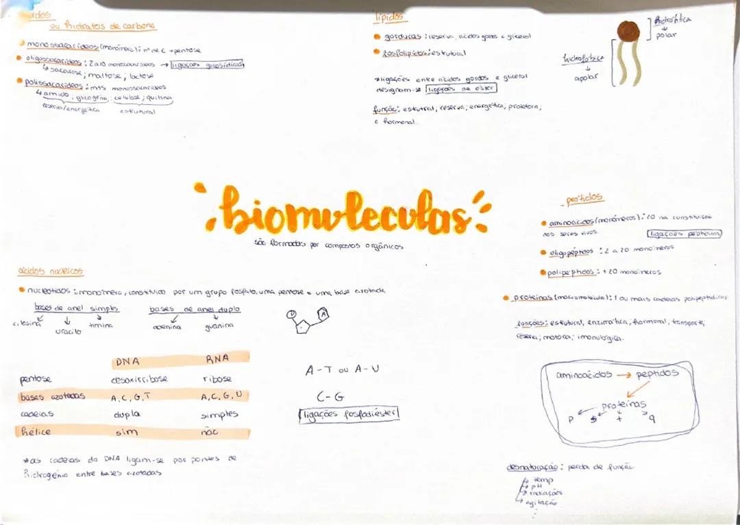 Biomoleculas