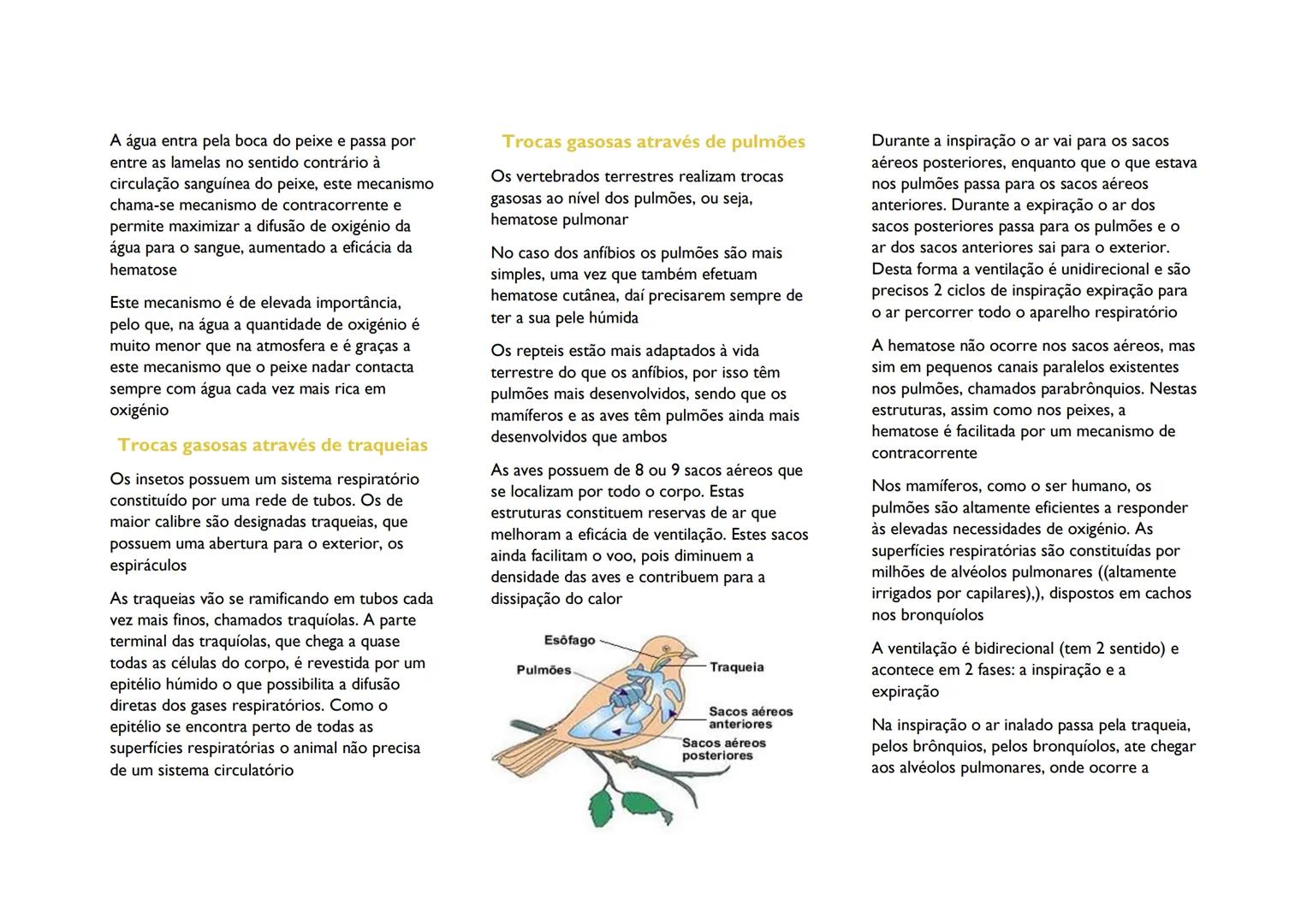 --- OCR Start ---
A água entra pela boca do peixe e passa por
entre as lamelas no sentido contrário à
circulação sanguínea do peixe, este me