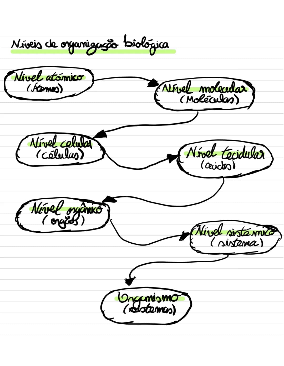 # Organização e composição
## do corpo humano
O organismo humano enquanto sistema
- Sistema aberto
- Há troca de energia
- e troca de