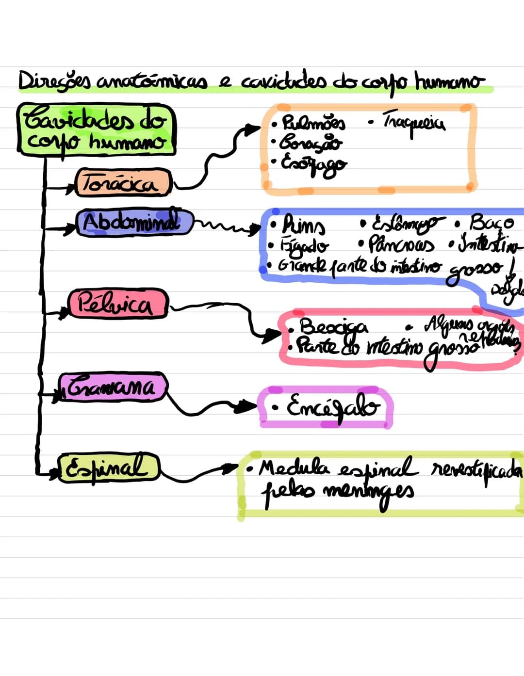 # Organização e composição
## do corpo humano
O organismo humano enquanto sistema
- Sistema aberto
- Há troca de energia
- e troca de