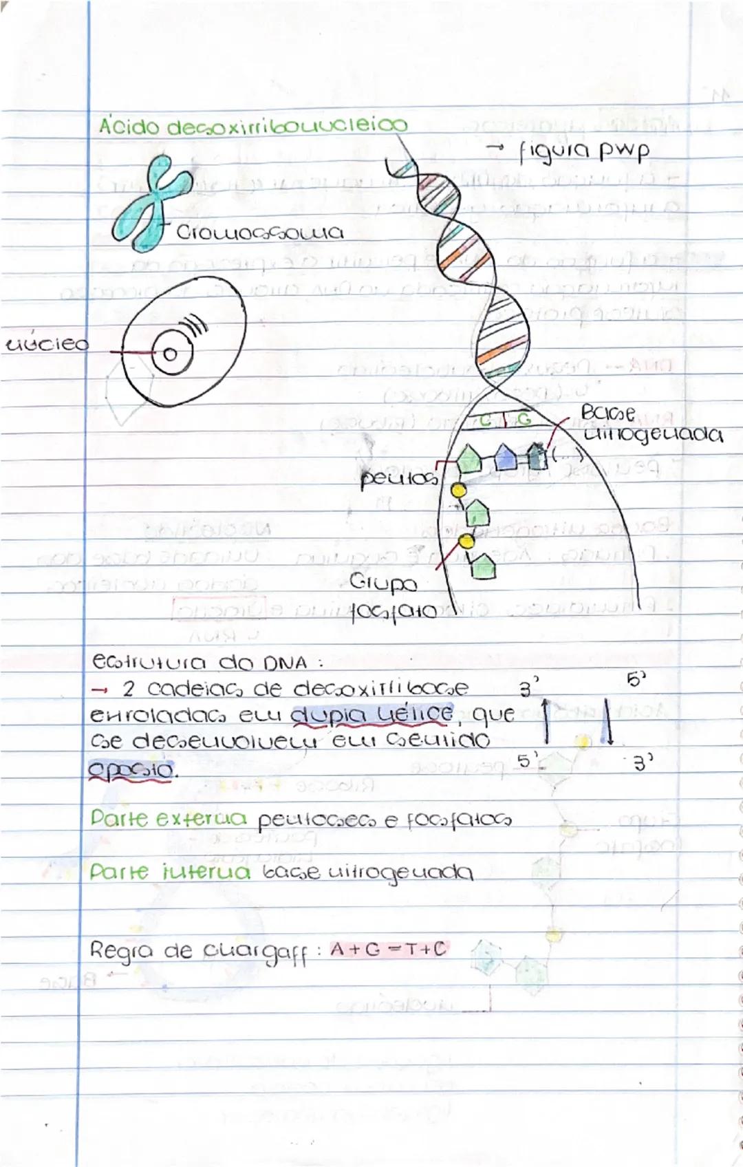 11
Ácidos uucleicos
- a fuução do DNA e aruquezar e trauquitir
a informação geuélica
- a fuução do RNA e percuitir a expressão da
uformaç